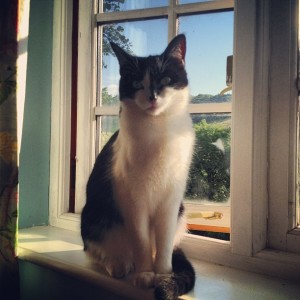 Farm Cat 