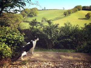 Farm Cat