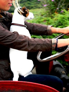 Jack Russel