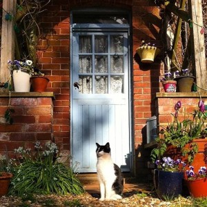 Farm Cat