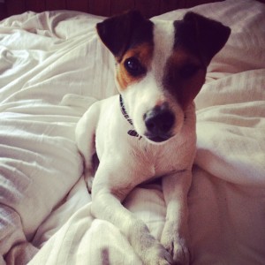 Jack Russel