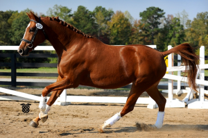 Chestnut Warmblood Mare