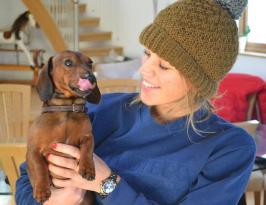 miniature dachshund