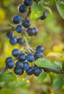 Sloe Gin