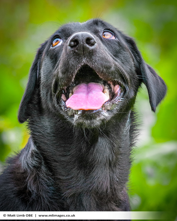 how to photograph dog