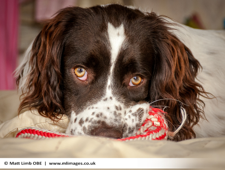 how to photograph dog