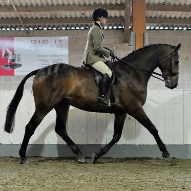 Charlotte Smith Dressage & Showing producer